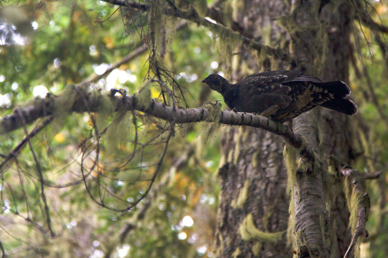 Blue Grouse In Tree